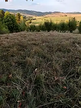 Nishu12356g online show from 8, 9, 2025