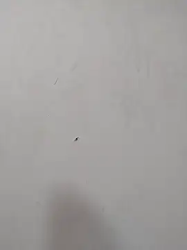 Rafaelayamazaki online show from 18, 12, 2025