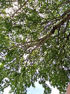 SkyelarSommer online show from 13, 4, 2026