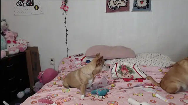 Cupcakecutie449 online show from 26, 3, 2026