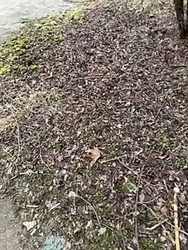 Aronn4 online show from 21, 1, 2025