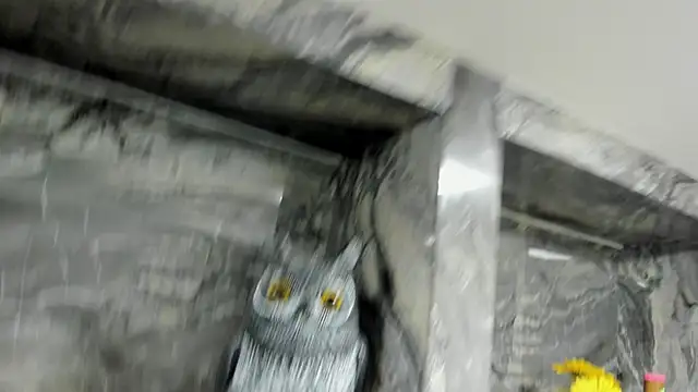 miss danika online show from 1, 10, 2025