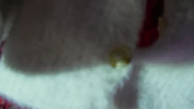 BOOLOCHKAA online show from 30, 12, 2024