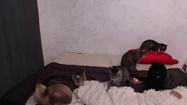 Olivia Winston online show from 9, 2, 2026