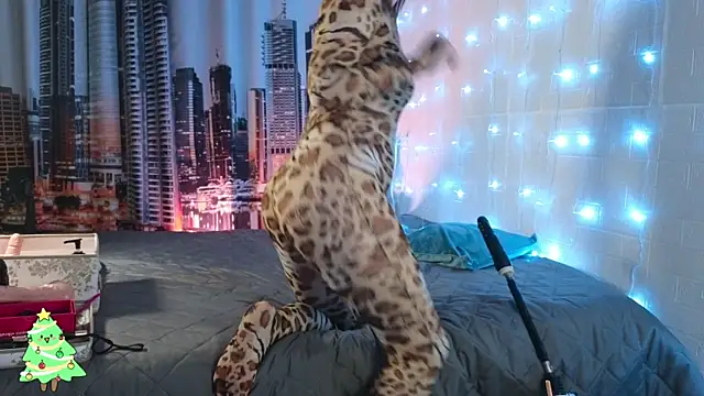 DashaHart online show from 13, 12, 2025