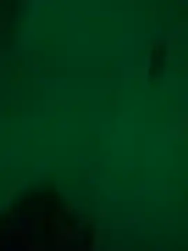 greedybratt online show from 23, 12, 2024