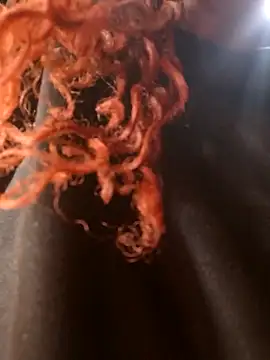 Swirly blac online show from 24, 3, 2026