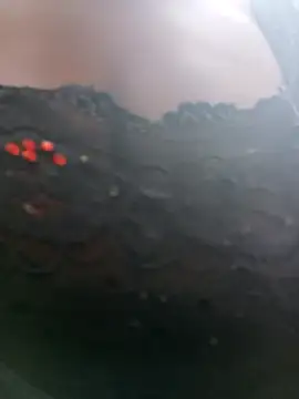 Swirly blac online show from 13, 4, 2026