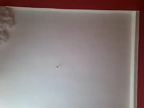 czruz online show from 26, 9, 2025