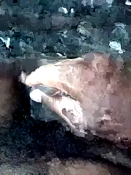 slchiku online show from 18, 10, 2025