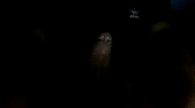 jceszzz online show from 4, 3, 2025