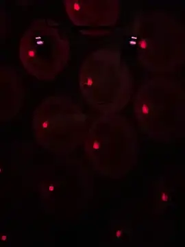 Gin4Cole online show from 30, 1, 2025