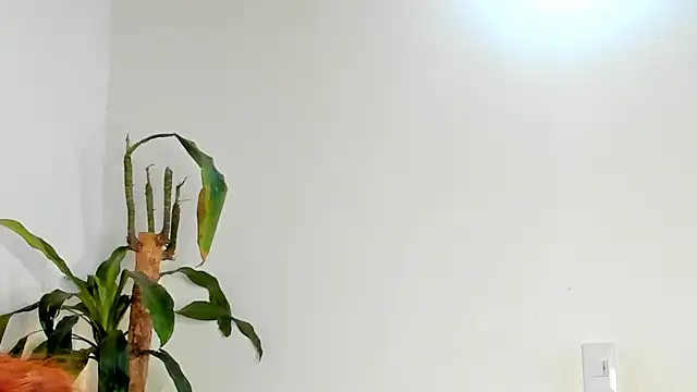 Bellacrox online show from 17, 3, 2026