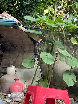   Saphia   online show from 27, 11, 2025