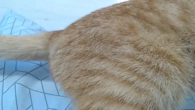 Snapshot of CRISTIINA37 chatting on 6, 11, 2025 CRISTIINA37 online show from 6, 11, 2025