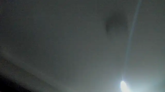 RosaCatalleya online show from 23, 9, 2025