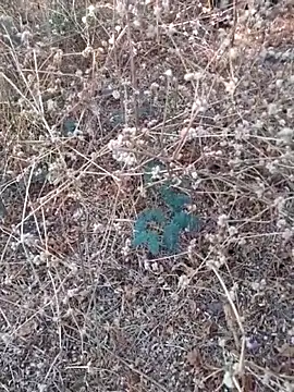 Ajith mvi online show from 21, 3, 2026