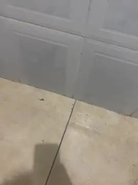 rafahpirusudo online show from 18, 3, 2026