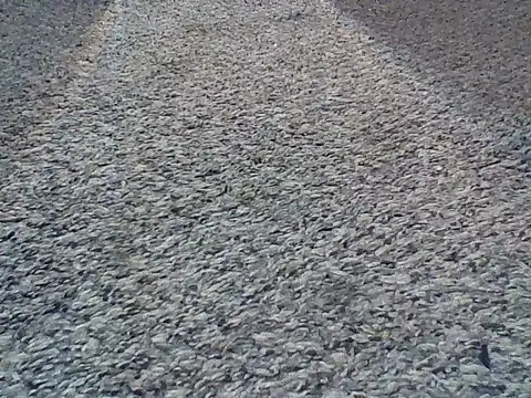 LongDickLance online show from 24, 2, 2026