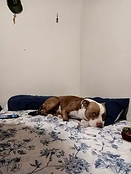 sebasxx97 online show from 1, 11, 2025