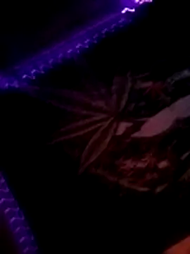 ySqmbVanbe online show from 10, 11, 2025