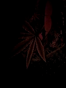 ySqmbVanbe online show from 17, 2, 2026