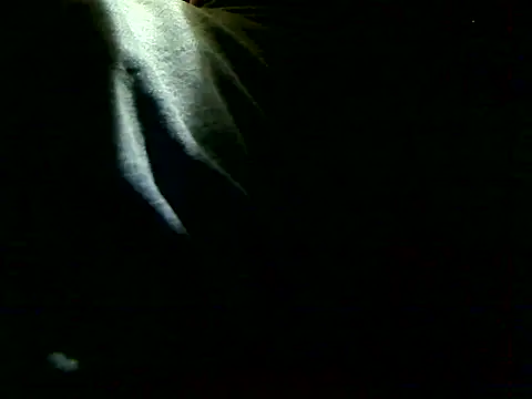 markluvskitty online show from 5, 12, 2025