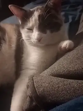 AmazonianMistress online show from 14, 2, 2025