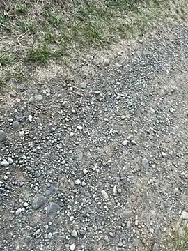 Reinacatchile online show from 4, 2, 2025