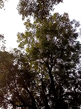 Yasha 14C Creator online show from 28, 11, 2025