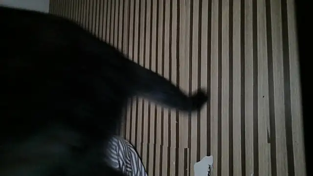 Dedel199 online show from 23, 12, 2025