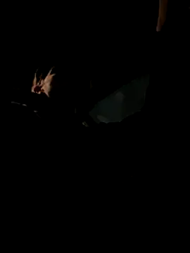 bigmerc online show from 21, 11, 2025