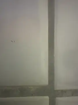 Snapshot of orient_zob chatting on 25, 2, 2026 orient zob online show from 25, 2, 2026