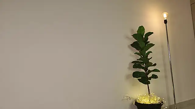 lady ni  online show from 17, 12, 2025