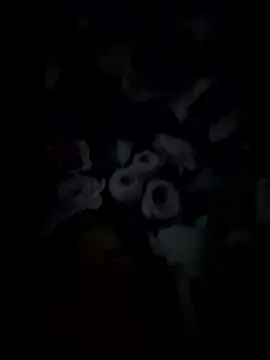 Snapshot of palorid chatting on 14, 1, 2026 palorid online show from 14, 1, 2026