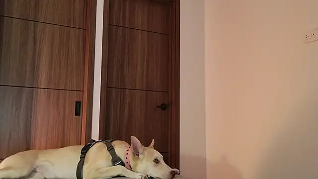 Hot Couple666 online show from 9, 9, 2025