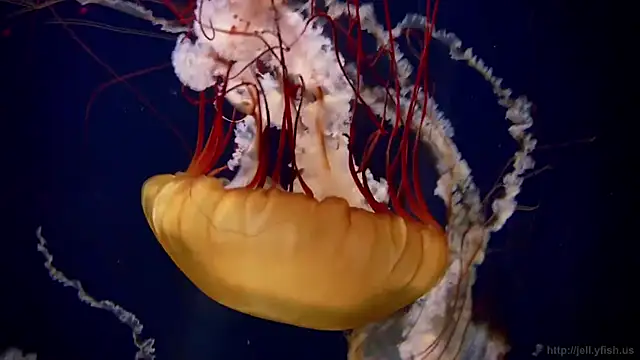 Snapshot of streamy_test11 chatting on 20, 10, 2025 streamy test11 online show from 20, 10, 2025