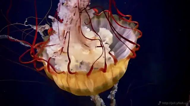 Snapshot of streamy_test11 chatting on 13, 11, 2025 streamy test11 online show from 13, 11, 2025