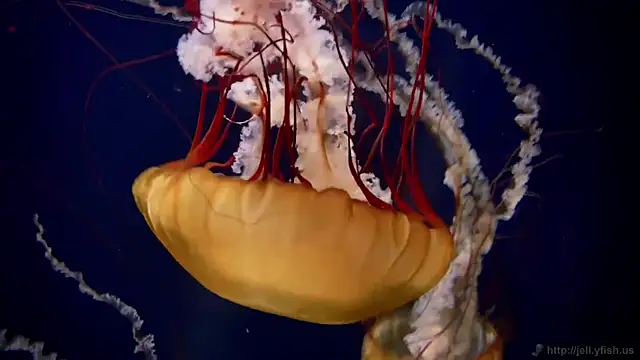 Snapshot of streamy_test11 chatting on 24, 3, 2026 streamy test11 online show from 24, 3, 2026