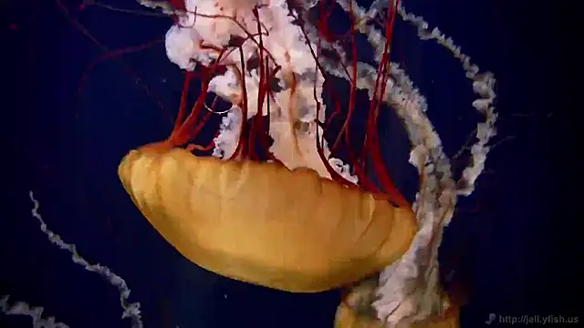 Snapshot of streamy_test11 chatting on 20, 11, 2025 streamy test11 online show from 20, 11, 2025