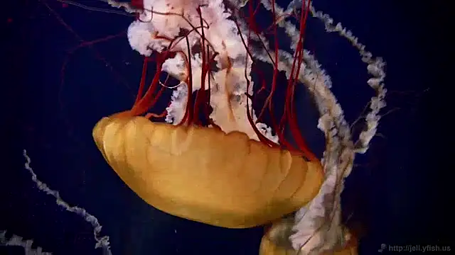 Snapshot of streamy_test11 chatting on 9, 12, 2024 streamy test11 online show from 9, 12, 2024