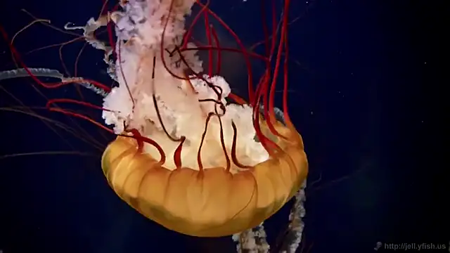 Snapshot of streamy_test11 chatting on 14, 12, 2025 streamy test11 online show from 14, 12, 2025