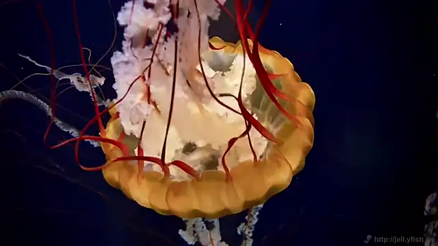 Snapshot of streamy_test11 chatting on 9, 4, 2026 streamy test11 online show from 9, 4, 2026