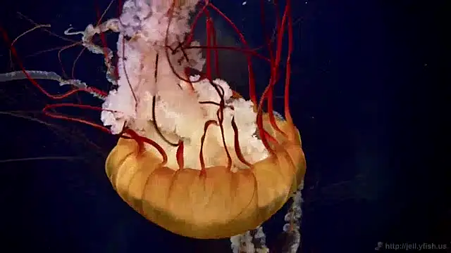 Snapshot of streamy_test11 chatting on 17, 1, 2025 streamy test11 online show from 17, 1, 2025