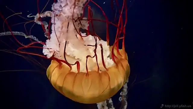 Snapshot of streamy_test11 chatting on 24, 2, 2026 streamy test11 online show from 24, 2, 2026