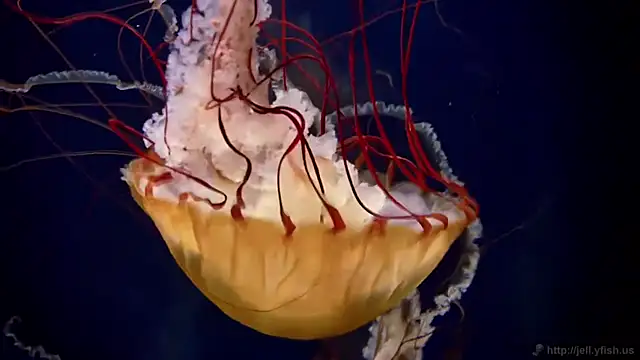 Snapshot of streamy_test11 chatting on 6, 4, 2026 streamy test11 online show from 6, 4, 2026