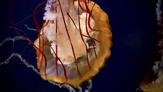 Snapshot of streamy_test11 chatting on 4, 12, 2025 streamy test11 online show from 4, 12, 2025