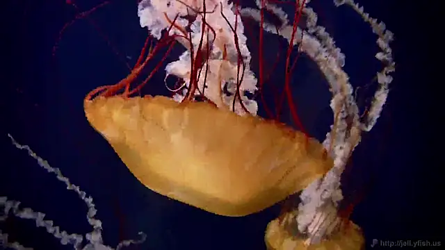 Snapshot of streamy_test11 chatting on 16, 12, 2025 streamy test11 online show from 16, 12, 2025