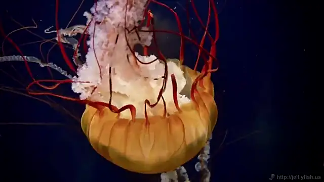 Snapshot of streamy_test11 chatting on 16, 10, 2025 streamy test11 online show from 16, 10, 2025