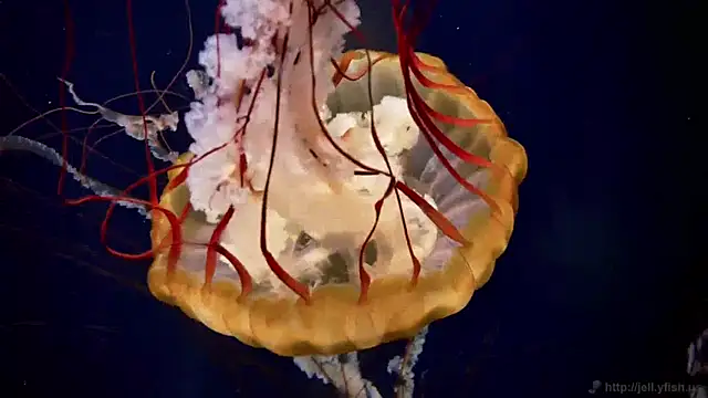 Snapshot of streamy_test11 chatting on 2, 4, 2026 streamy test11 online show from 2, 4, 2026